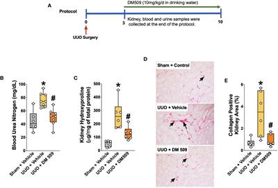 Dual soluble epoxide hydrolase inhibitor – farnesoid X receptor agonist interventional treatment attenuates renal inflammation and fibrosis